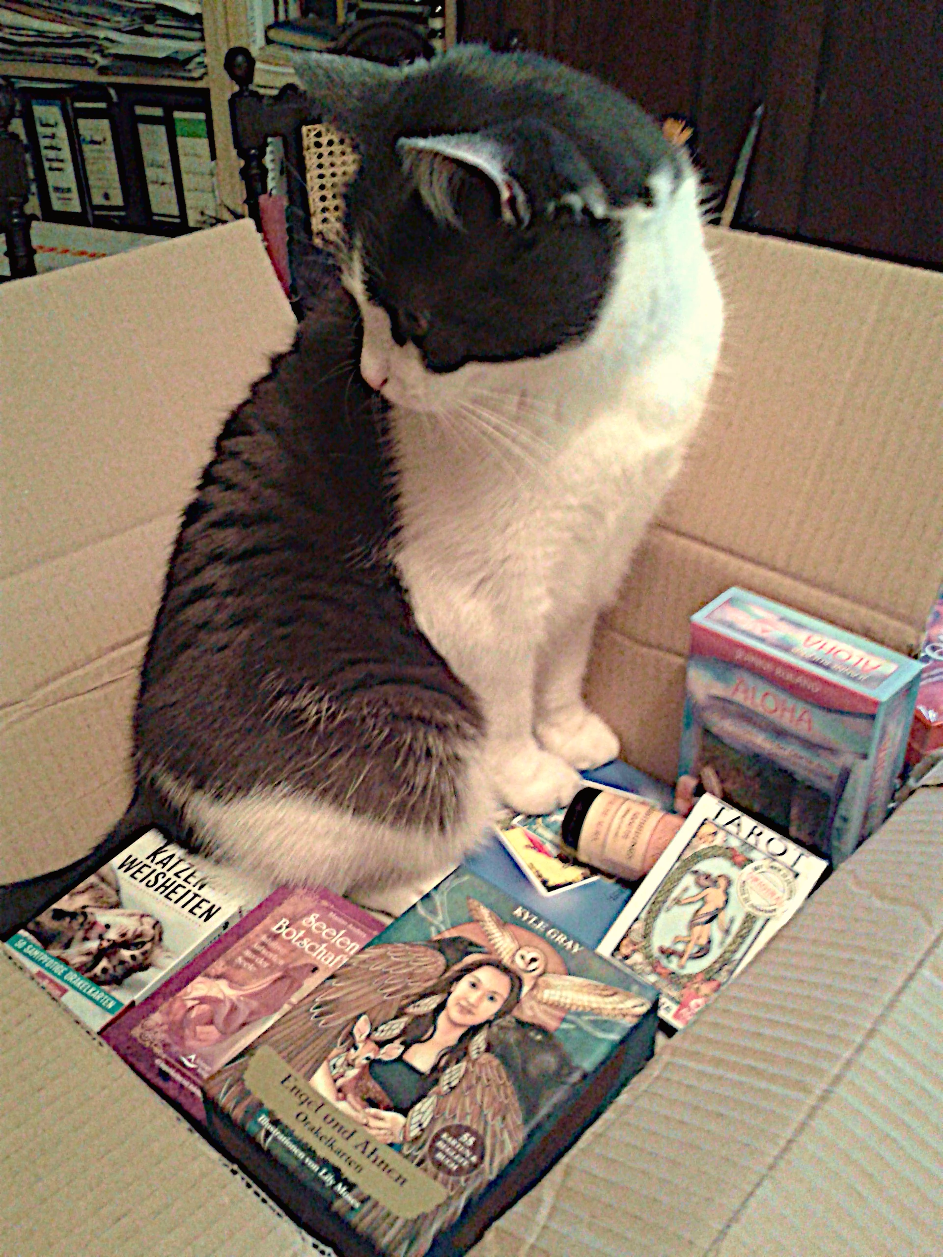 kater-bruno-inspiziert-lieferung